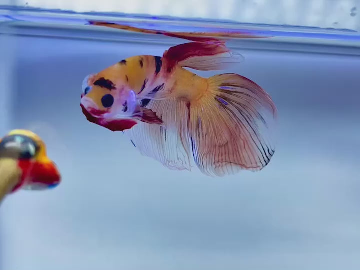 Rare Veiltail Koi Betta Fish