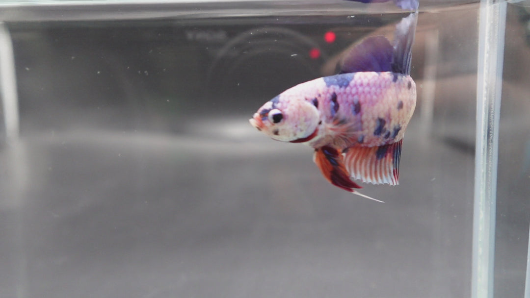 Rare Giant Multicolors Betta Fish