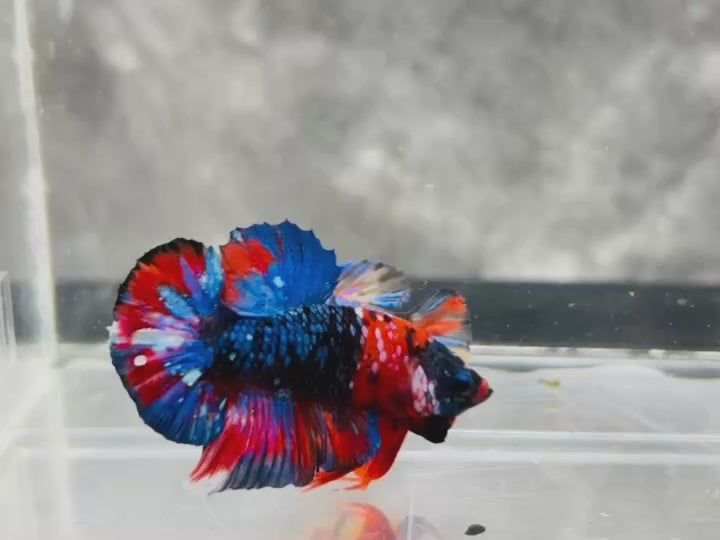 Rare Pair Koi Multicolors Betta Fish