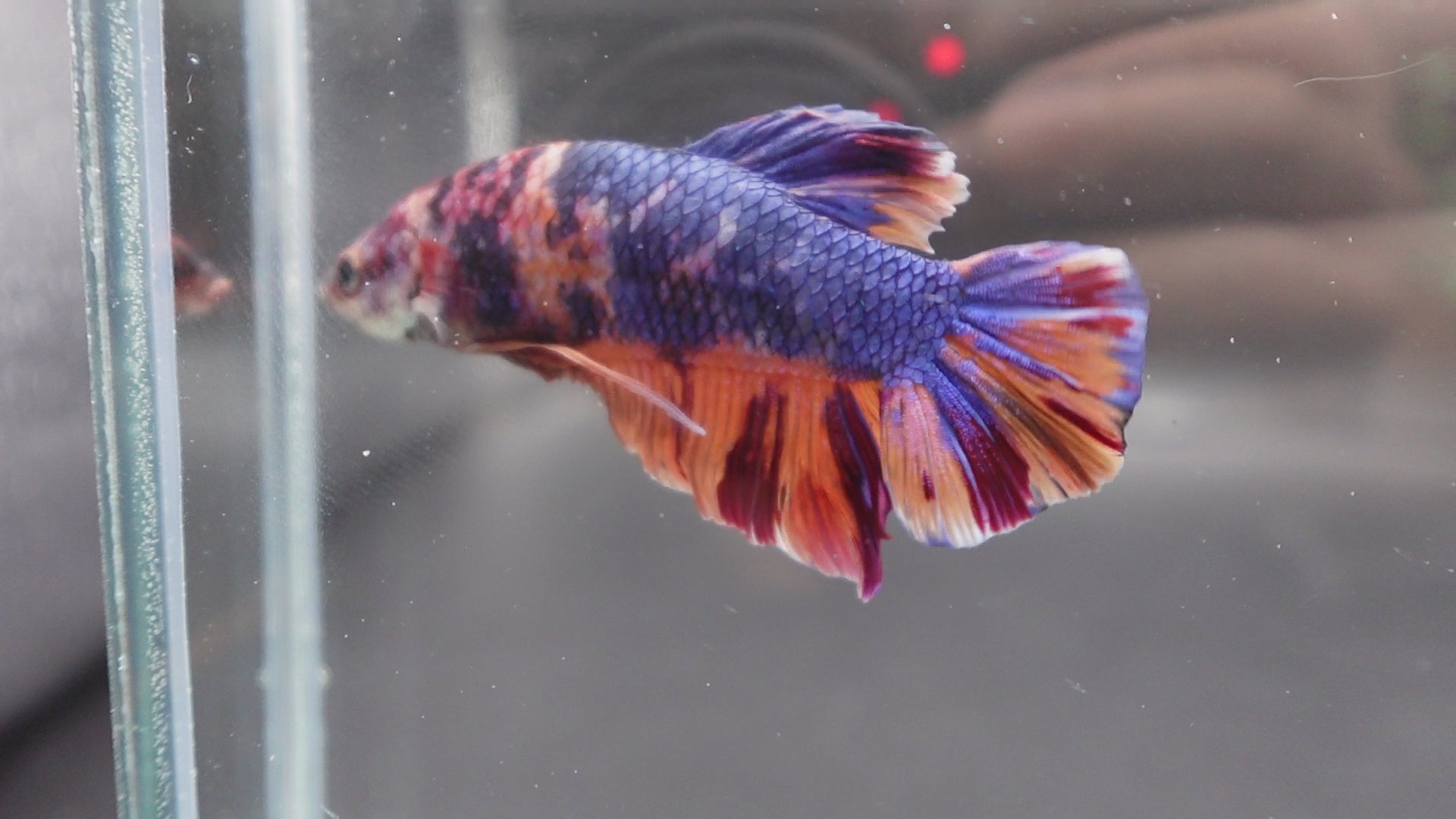 Rare Giant Multicolors Betta Fish