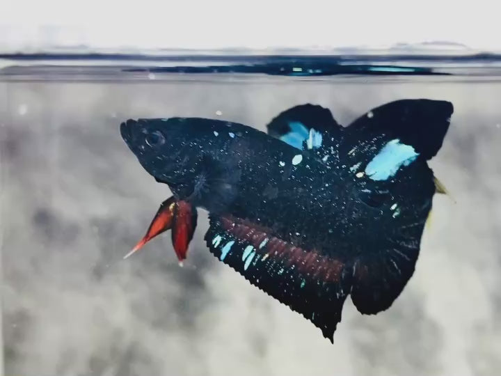 Rare Avatar Betta Fish