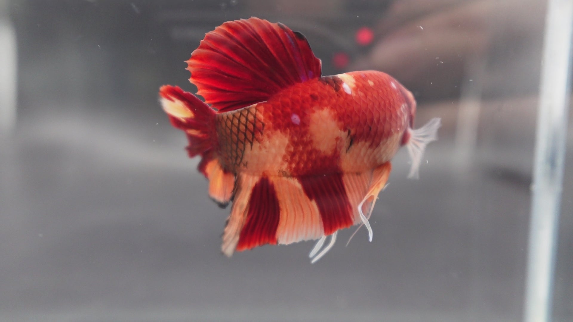 Rare Giant Nemo Betta Fish