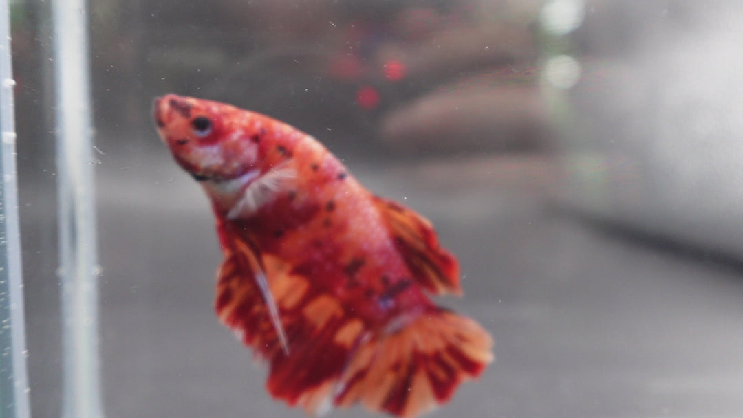 Rare Giant Multicolors Betta Fish