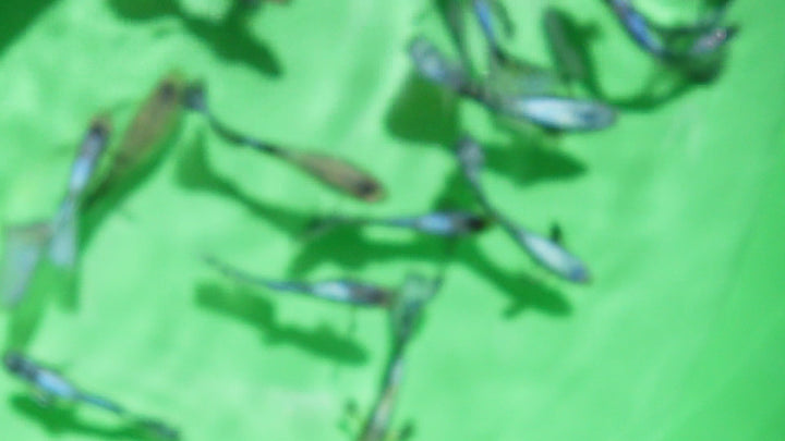 Purple Mosaic Guppy Fish