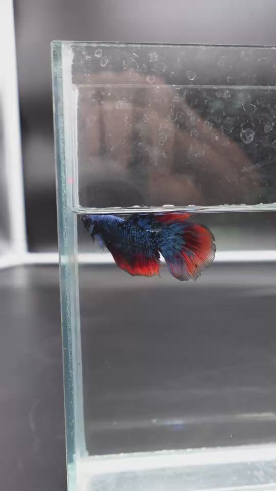 Rare Avatar Betta Fish