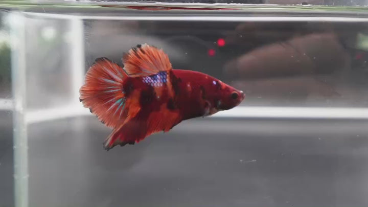 Rare Giant Multicolors Betta Fish