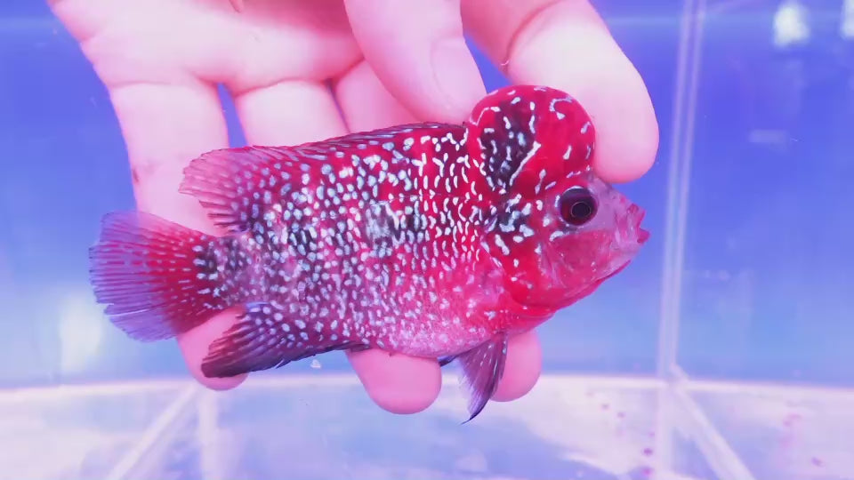 Rare Flowerhorn - 4 inch