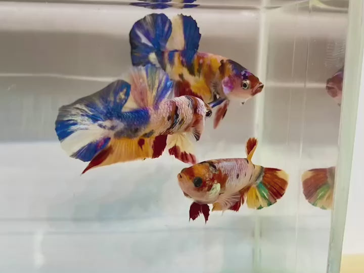 Rare Pair Koi Multicolors Betta Fish