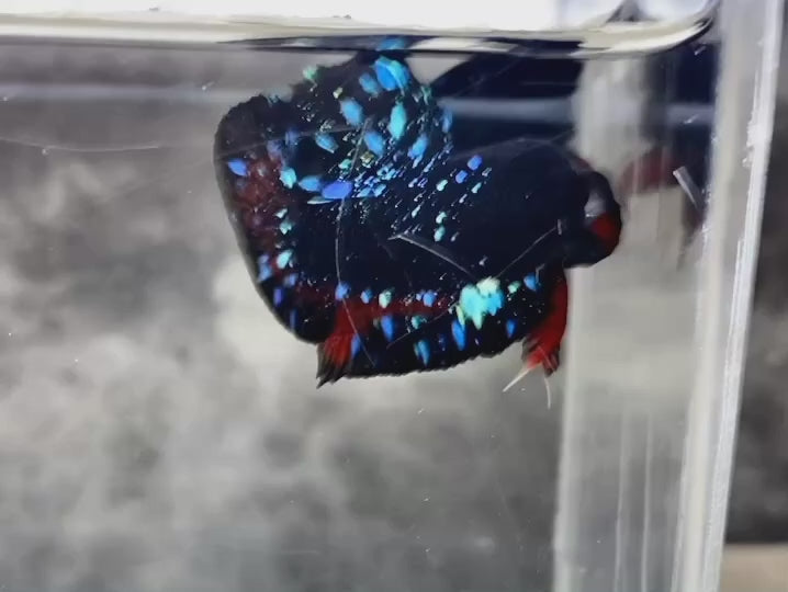 Rare Avatar Betta Fish