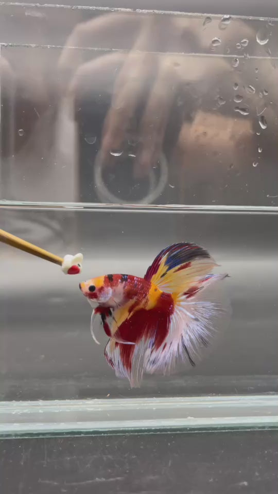 Competition Giant Halfmoon Koi Betta Fish