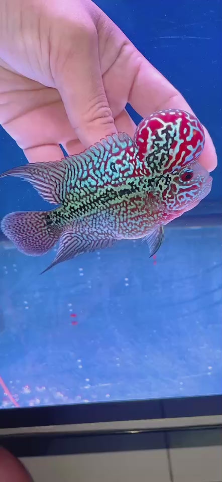 Rare Flowerhorn 4 inch