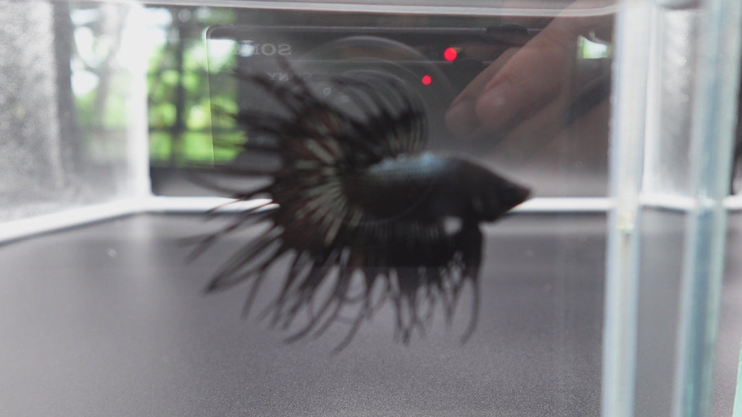 Rare King Crowntail Betta Fish