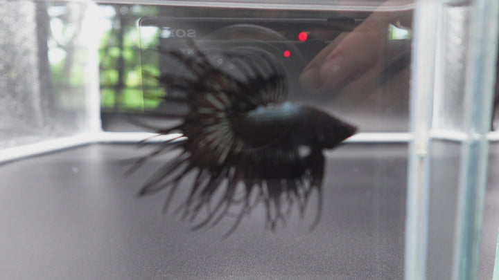 Rare King Crowntail Betta Fish