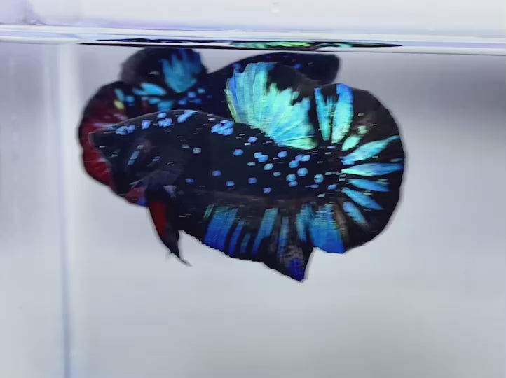 Rare Pair Galaxy Black Star Betta Fish