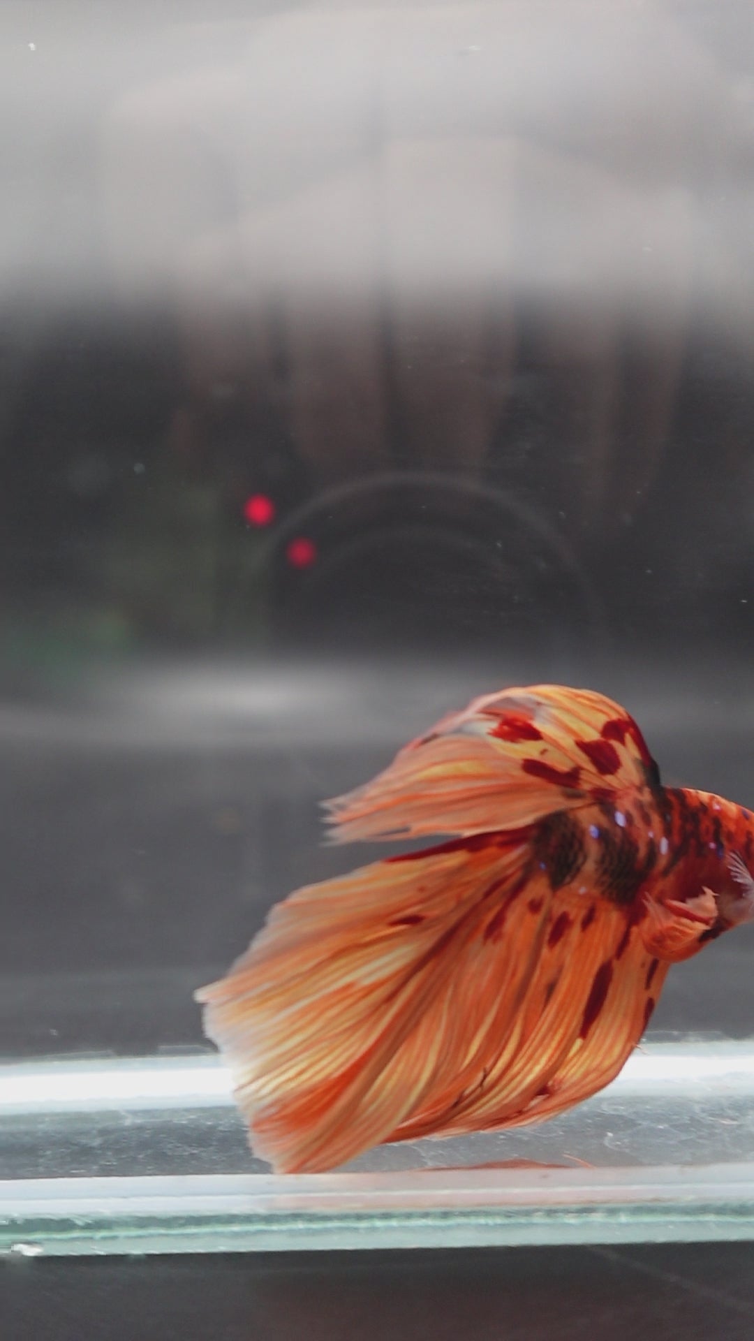 Rare Halfmoon Multicolors Betta Fish