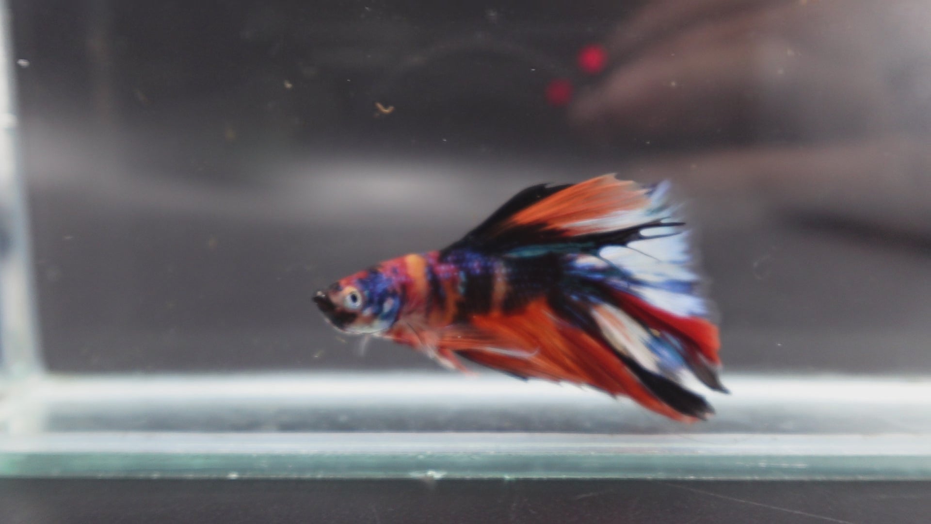 Rare Halfmoon Multicolors Betta Fish