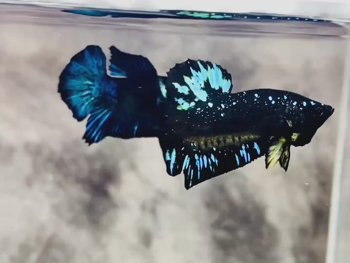 Rare Avatar Betta Fish