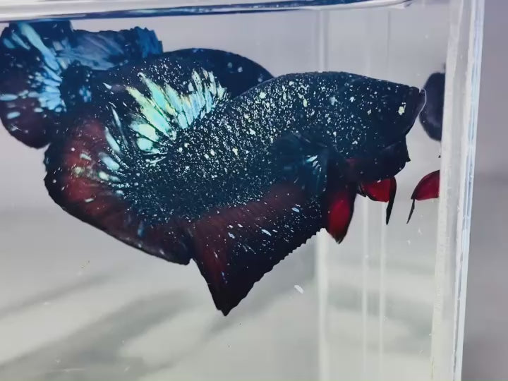 Rare Avatar Betta Fish