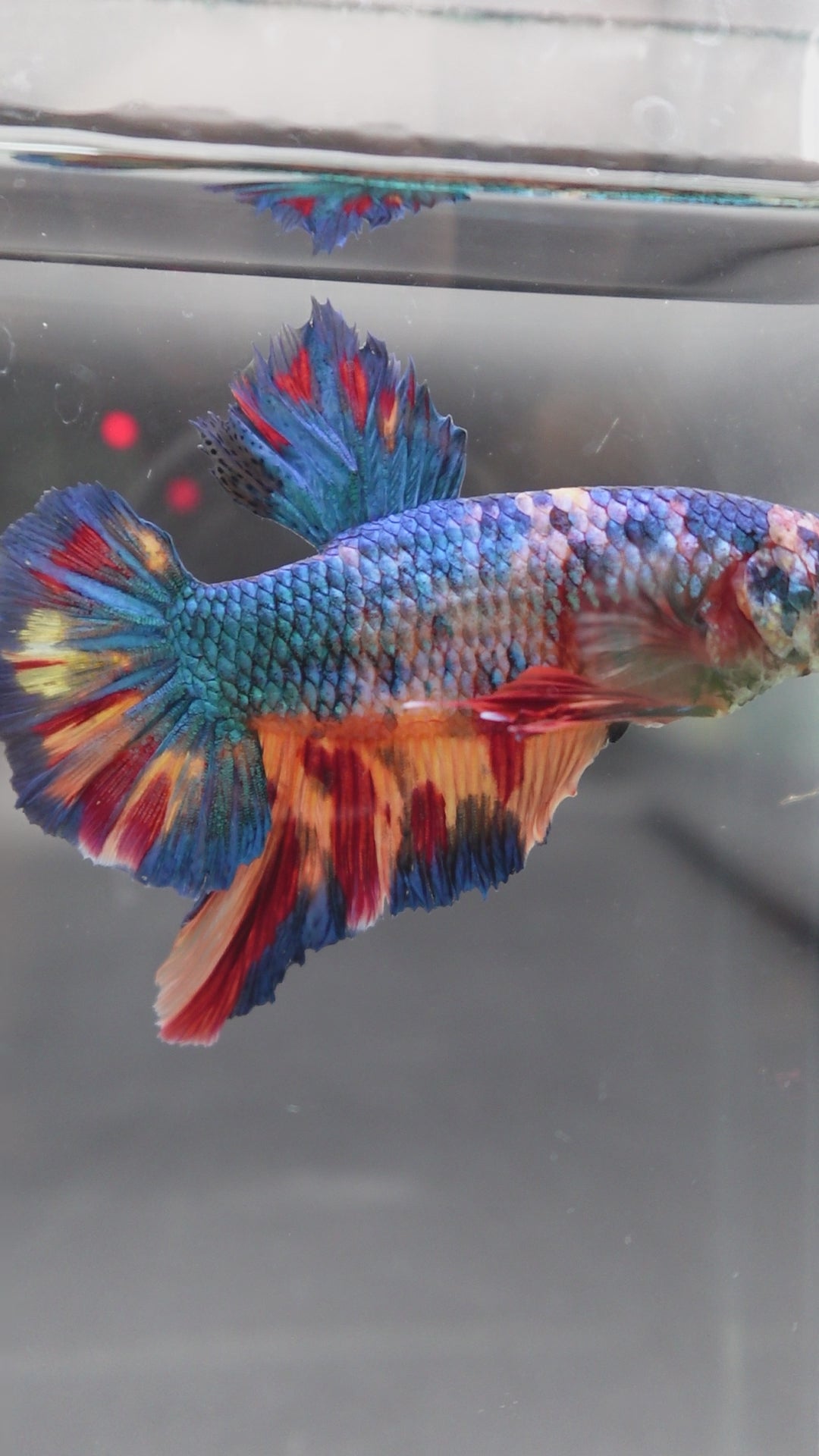 Rare Giant Multicolors Betta Fish