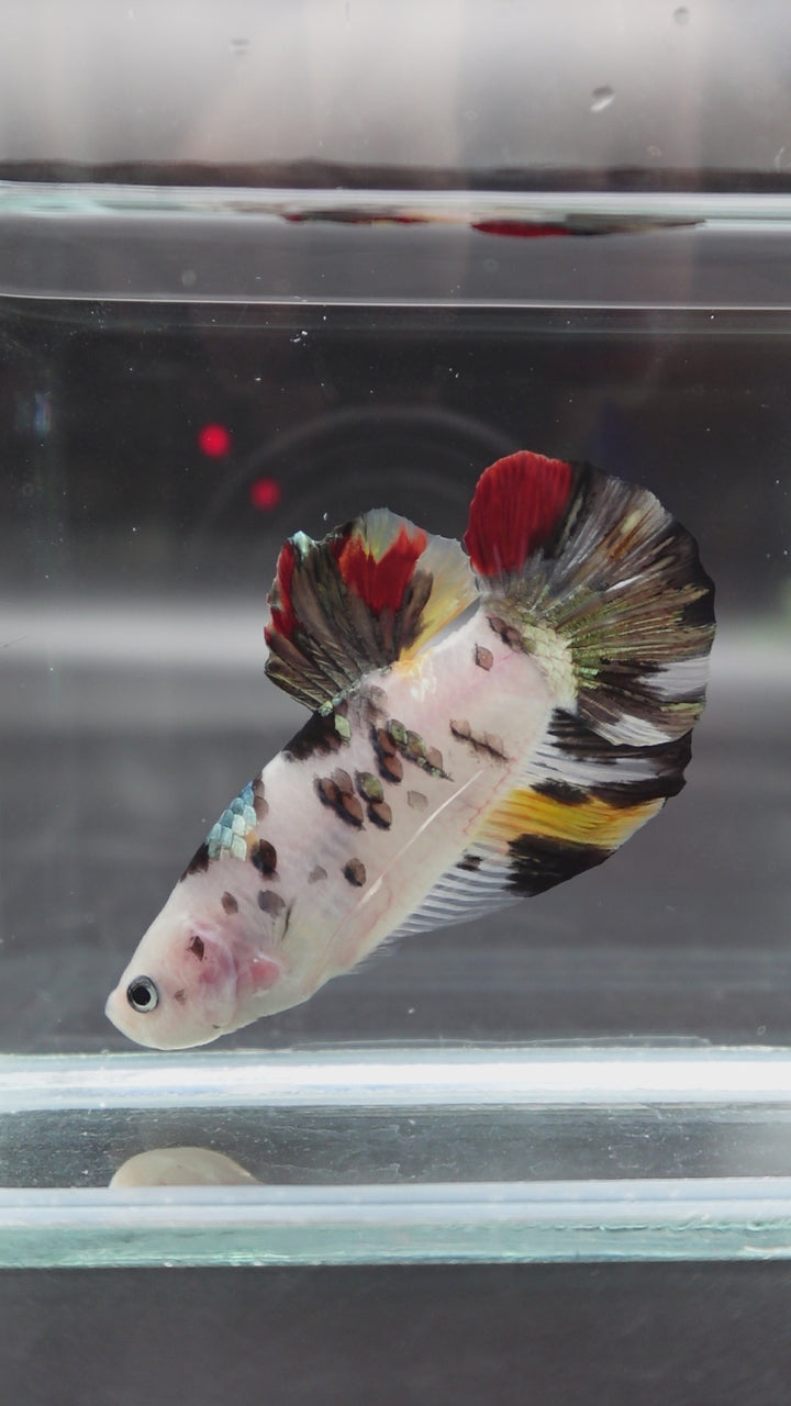 Competition Giant Multicolors Betta Fish