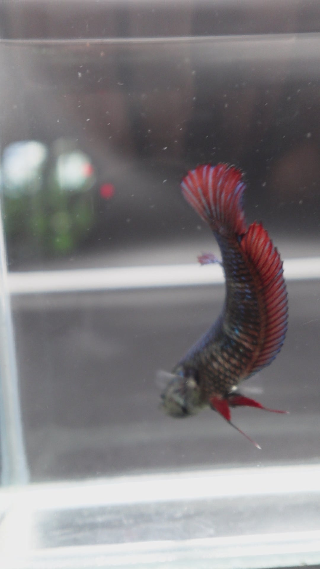 Rare Giant Multicolors Betta Fish