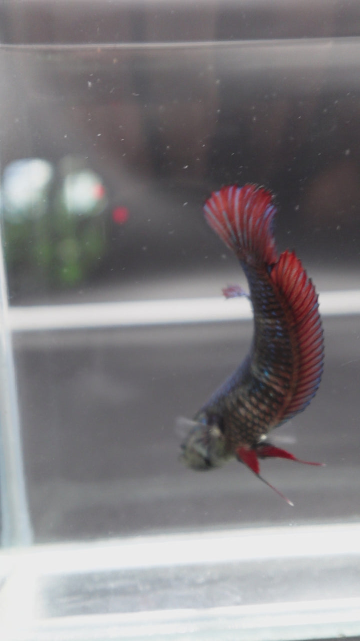Rare Giant Multicolors Betta Fish