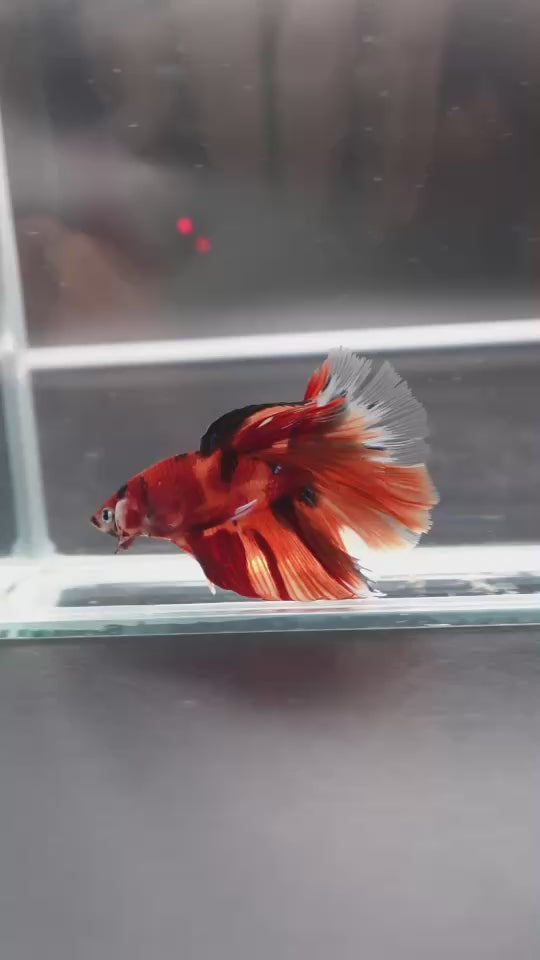 Rare Halfmoon Multicolors Betta Fish