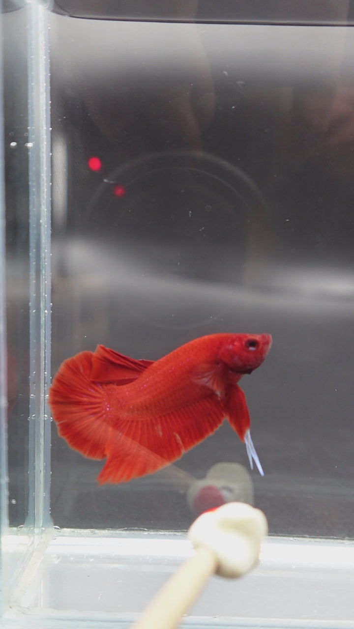 Scarlet Red Betta Fish