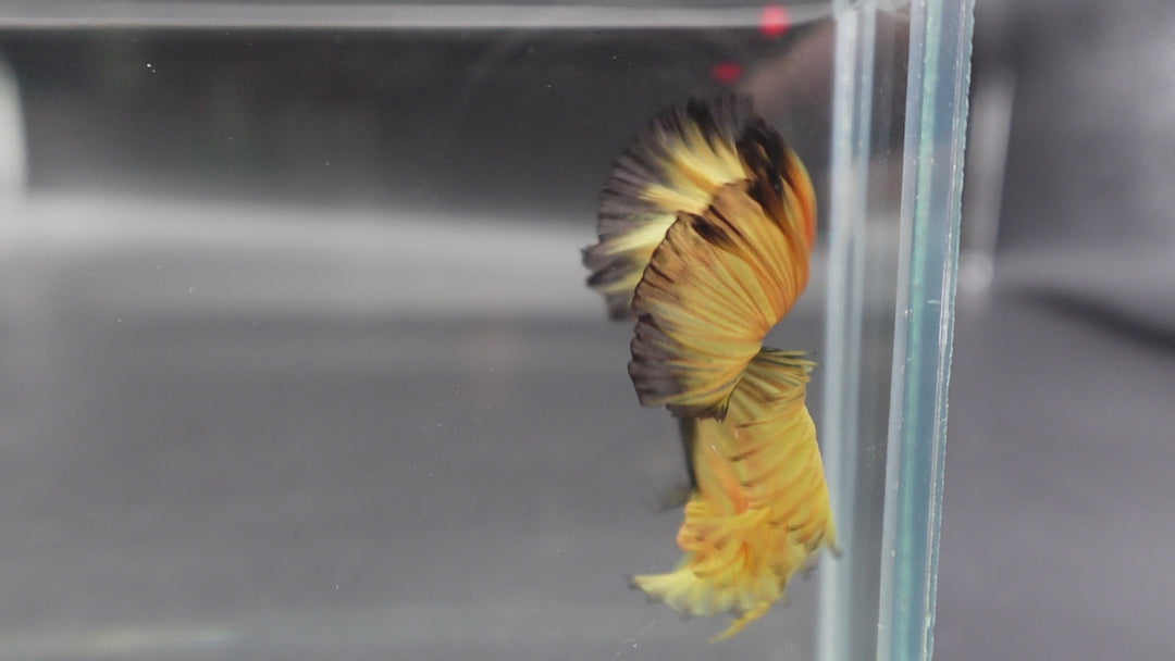 Rare Halfmoon Platinum Butterfly Betta Fish