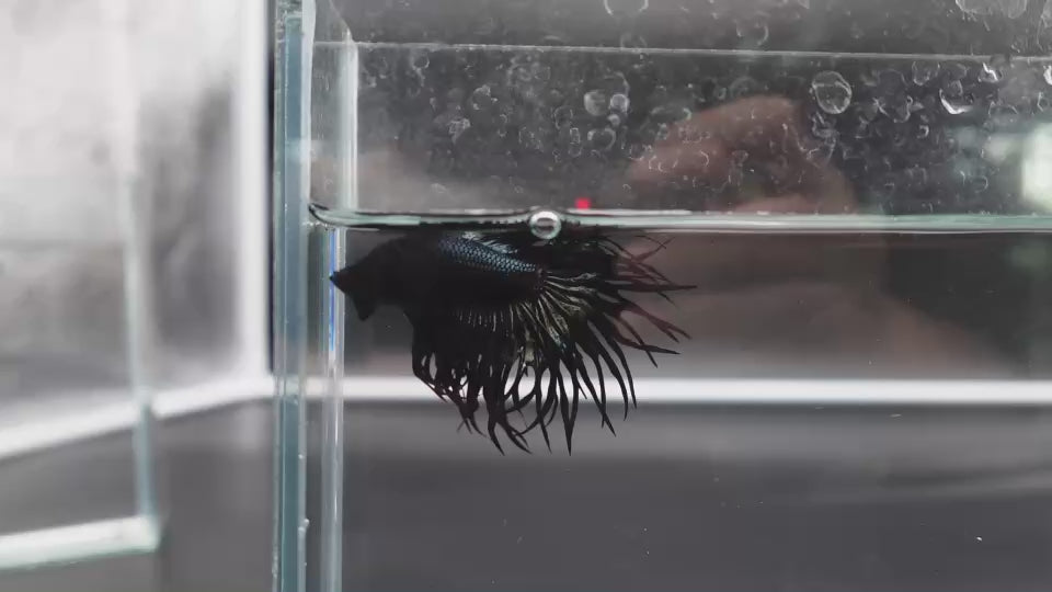 Rare King Crowntail Betta Fish