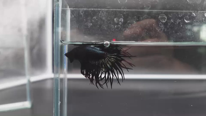 Rare King Crowntail Betta Fish
