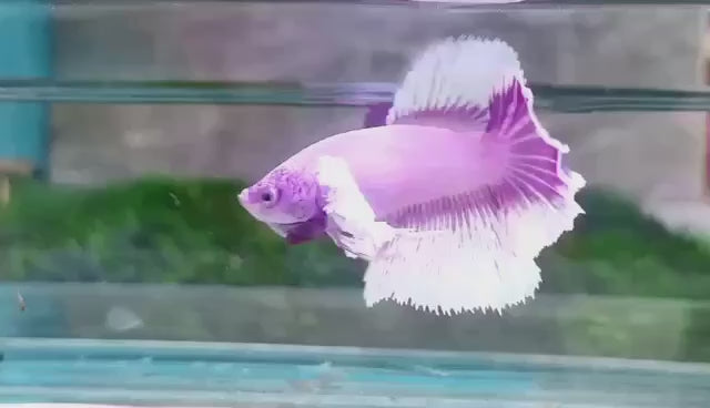 Rare Pair Dumbo Halfmoon Purple Butterfly Betta Fish
