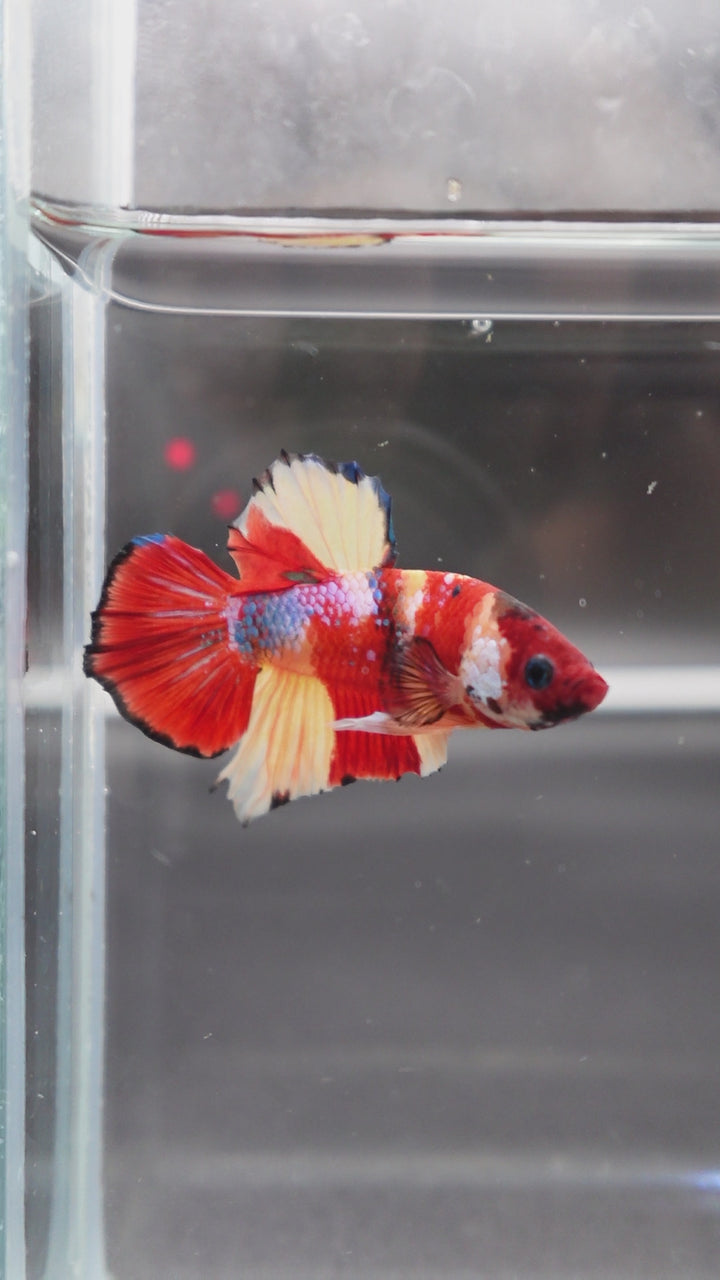 Rare Koi Multicolors Betta Fish