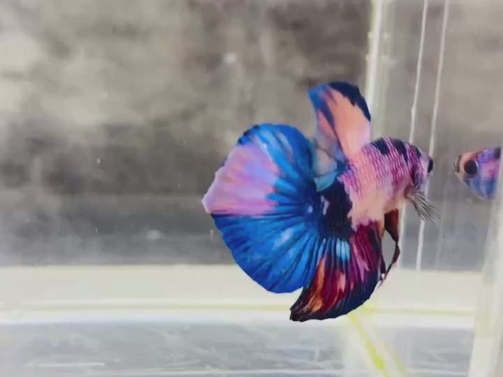 Rare Pair Koi Multicolors Betta Fish