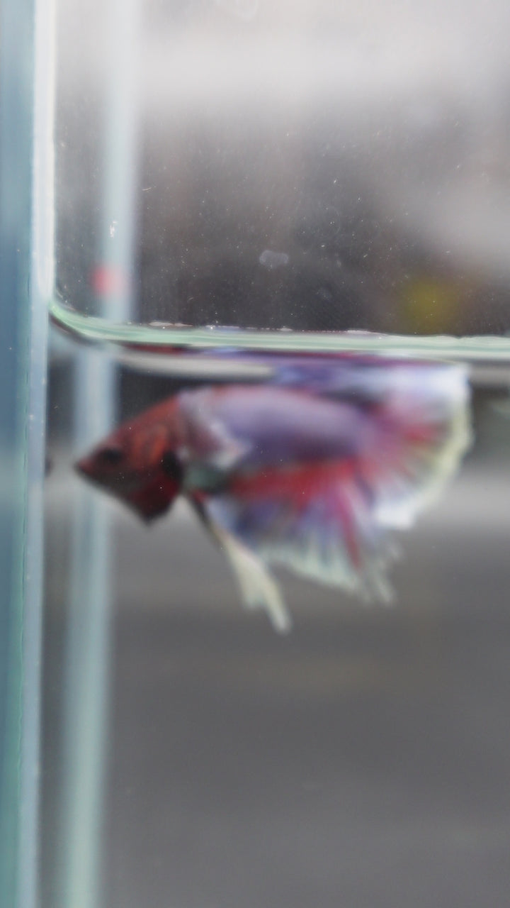 Rare Dumbo Crimson Red Betta Fish