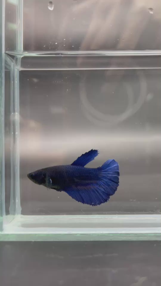 Rare Halfmoon Blue Betta Fish