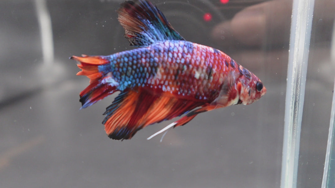 Rare Giant Multicolors Betta Fish