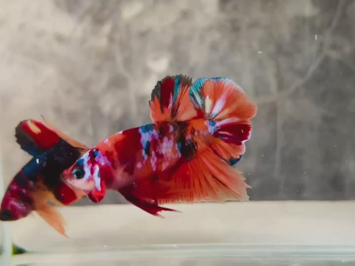 Rare Koi Multicolors Betta Fish