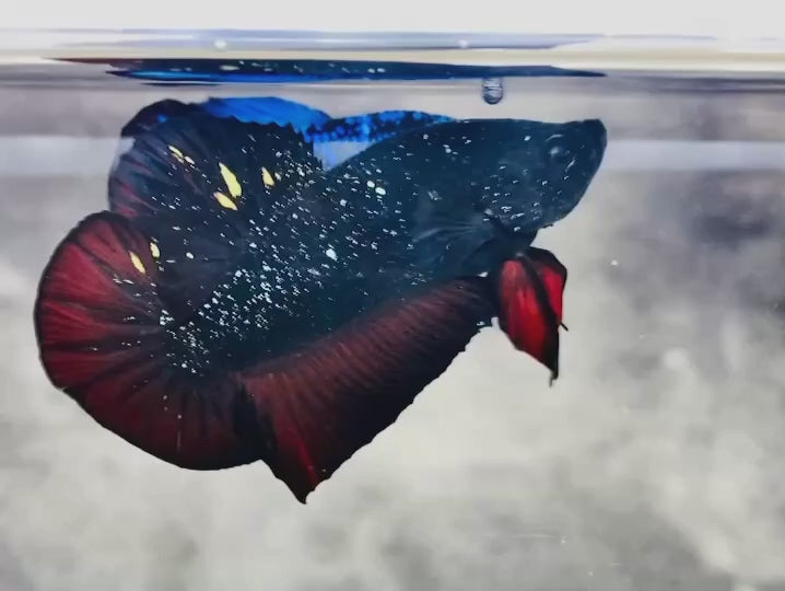 Rare Avatar Betta Fish