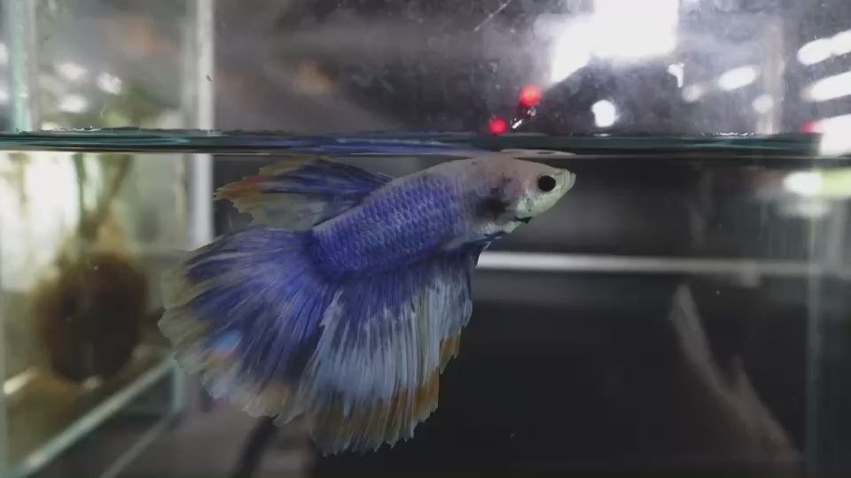 Rare Halfmoon Blue Mustard Betta Fish