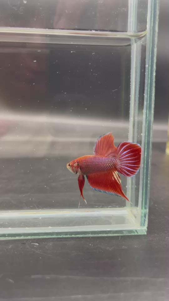 Long Southern Red Benjarong Crimson Cheek Wild Betta Fish