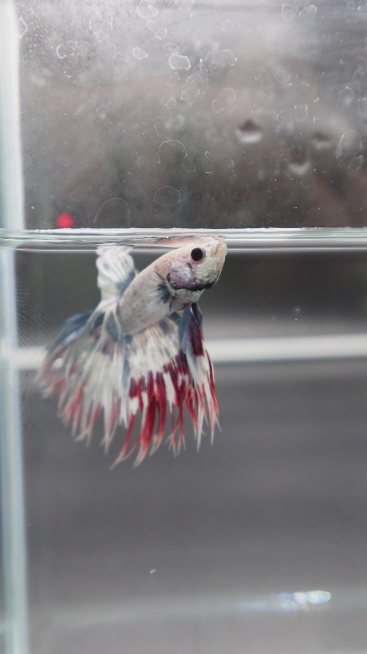 Rare Candy Crowntail Betta Fish