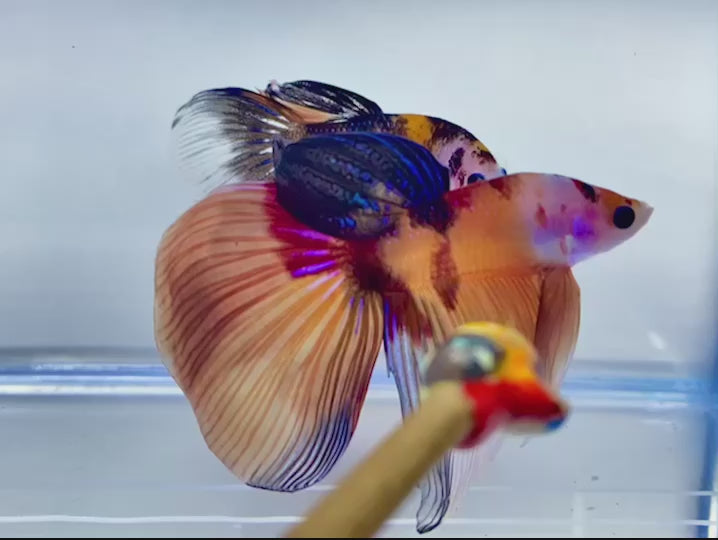 Rare Veiltail Koi Betta Fish