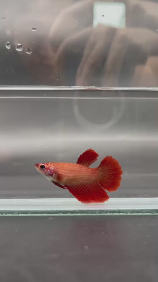 Rare Halfmoon Red Betta Fish