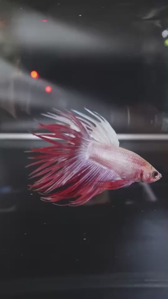 Rare Cherry Blossom Crowntail Betta Fish