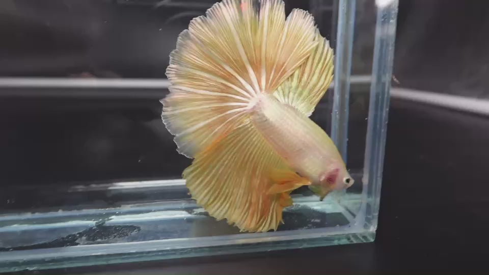 Rare Halfmoon Yellow Betta Fish