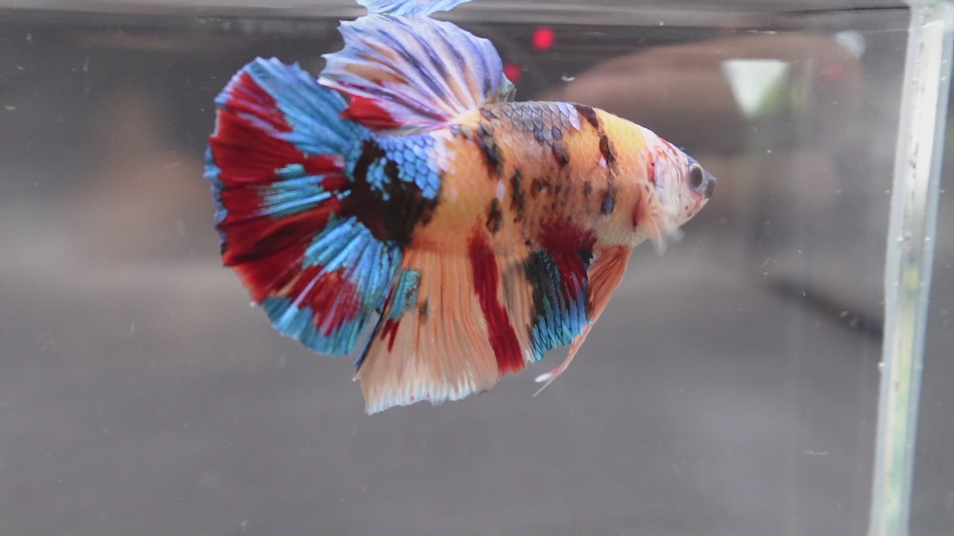 Competition Grade - Giant Multicolors Betta Fish