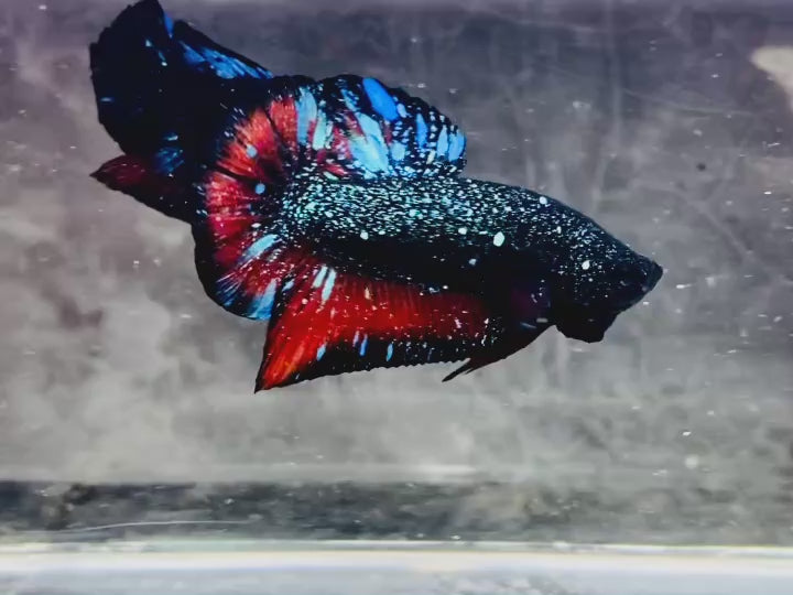Rare Avatar Betta Fish