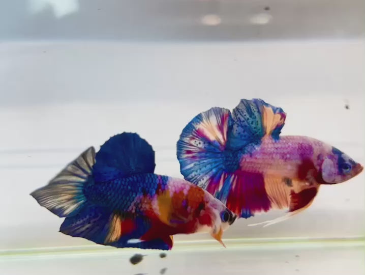 Rare Koi Multicolors Betta Fish