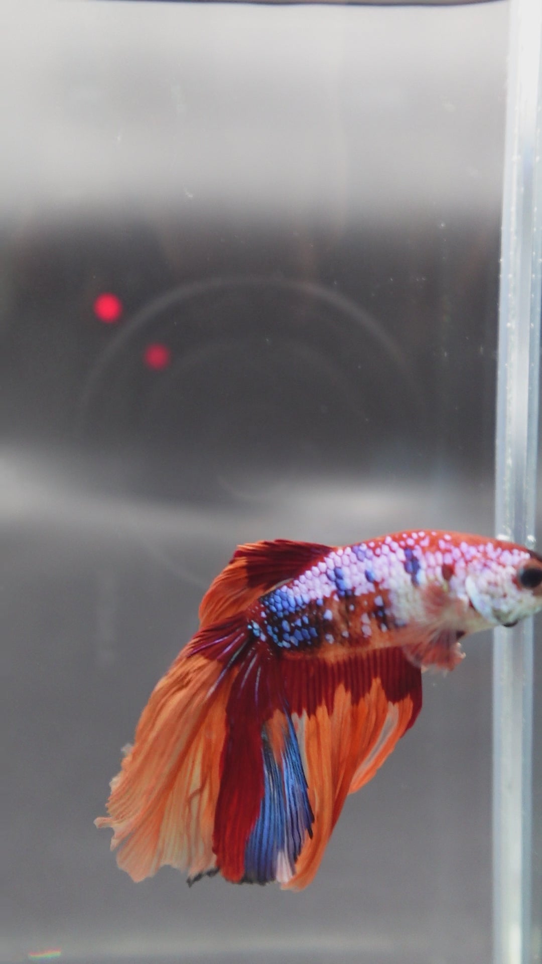 Rare Halfmoon Multicolors Betta Fish